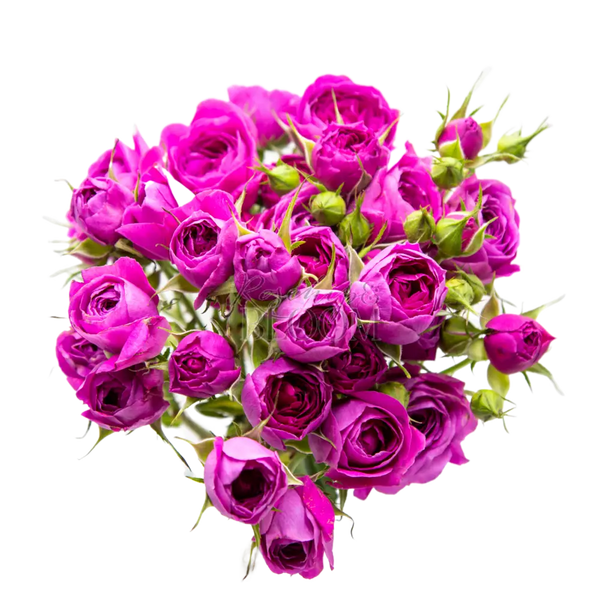 Purple Tambourine Spray Roses