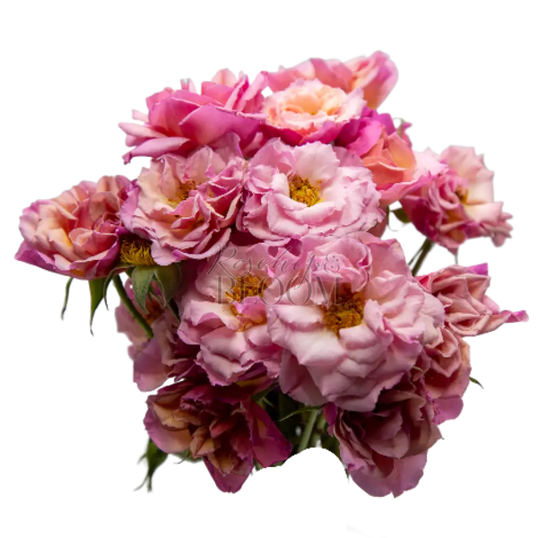 Scented Whisper Spray Roses