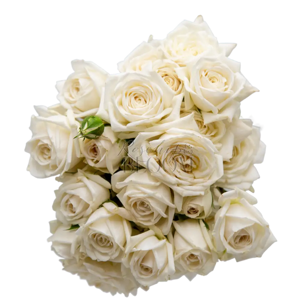 Snow Balllet Spray Roses