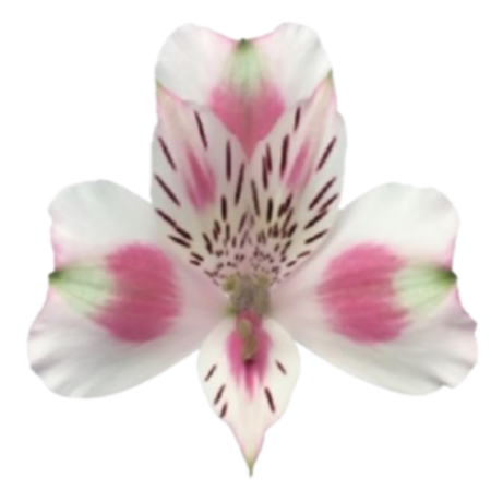 Sorbet Alstroemeria