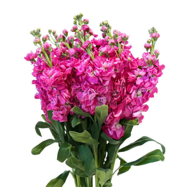 Stock Matthiola - Hot Pink 70 cm