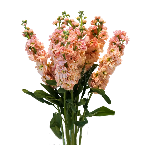 Stock Matthiola - Peach 70 cm
