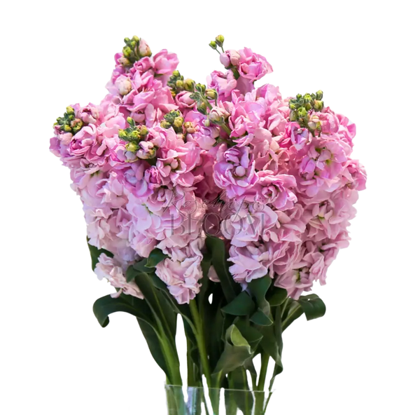 Stock Matthiola - Pink 70 cm