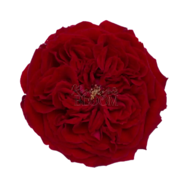 Tess David Austin Roses