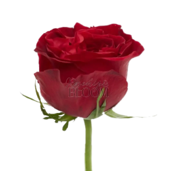 Tess David Austin Roses