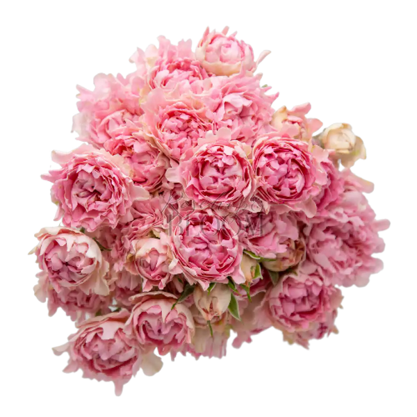 #Trophy/Triumph Spray Roses