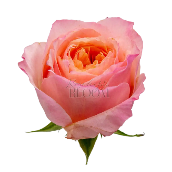 Victorian Secret Scented Garden Rose