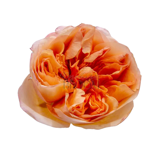 Victorian Secret Scented Garden Rose