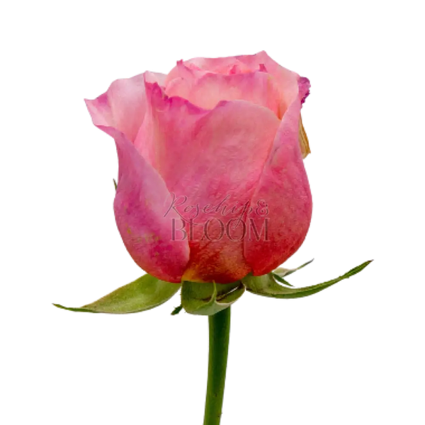 Victorian Secret Scented Garden Rose