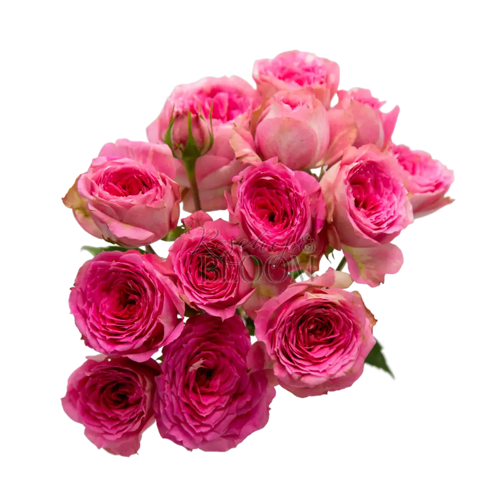 Pink X-pression Netherlands Florist Shrub Rose – Highgarden