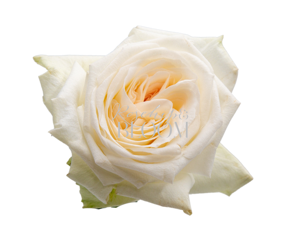 White O'hara