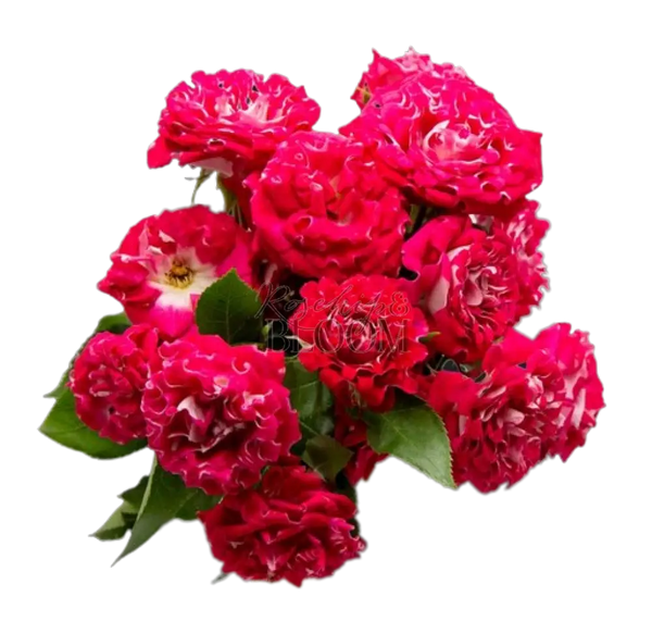 #Wishful Spray Roses