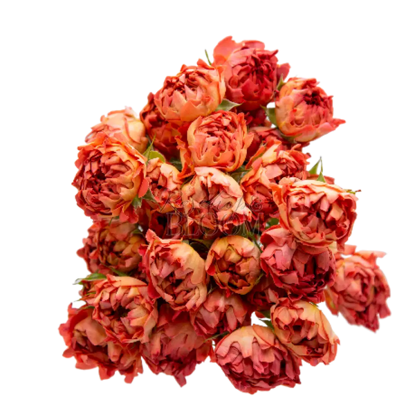 #Yang - New Addition! Spray Roses