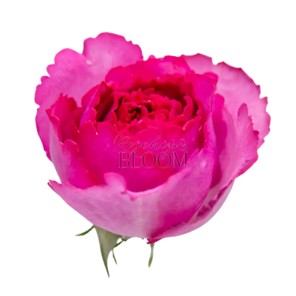 Yves Piaget Scented Garden Rose