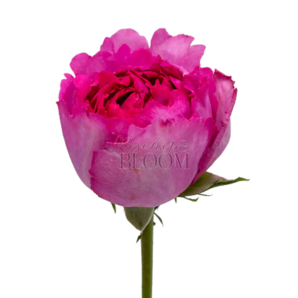 Yves Piaget Scented Garden Rose