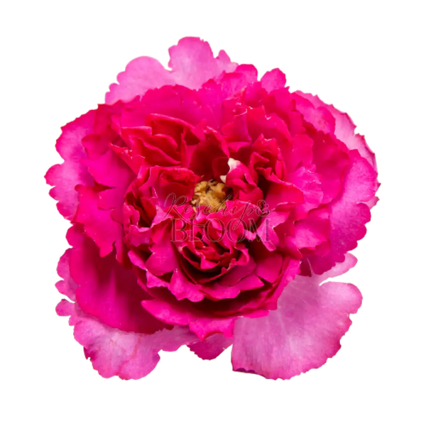 Yves Piaget Scented Garden Rose